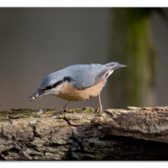 Kleiber: Tier im Habitat Hinterhof in der NatureSpots App