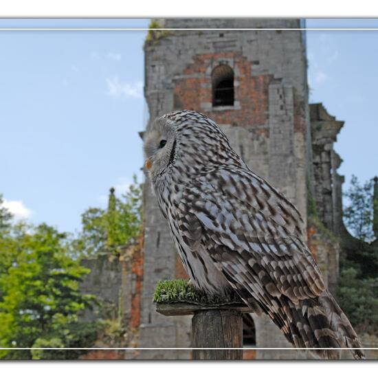 Ural Owl: Animal in habitat Zoo in the NatureSpots App