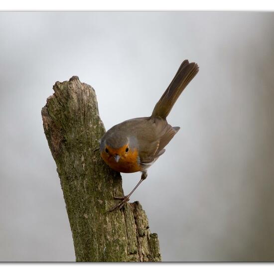 Rotkehlchen: Tier im Habitat Hinterhof in der NatureSpots App