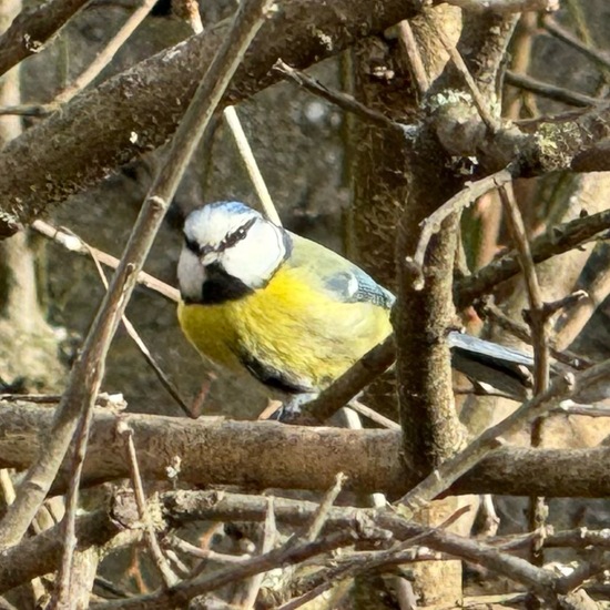 Cyanistes caeruleus: Animal in habitat Garden in the NatureSpots App