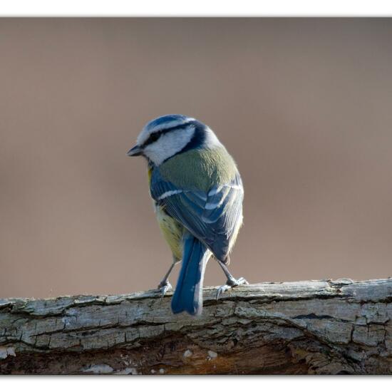 Cyanistes caeruleus: Animal in habitat Backyard in the NatureSpots App