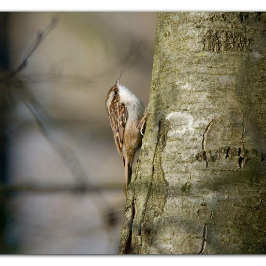 Short-toed Treecreeper: Animal in habitat Backyard in the NatureSpots App