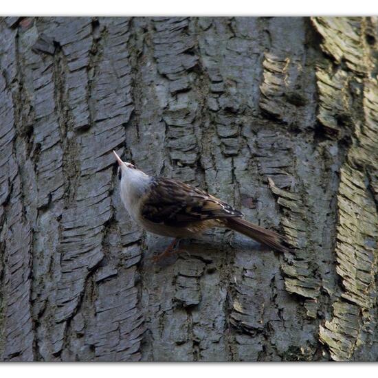 Short-toed Treecreeper: Animal in habitat Backyard in the NatureSpots App