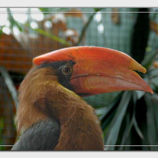 Buceros hydrocorax hydrocorax: Tier im Habitat Zoo/Gehege in der NatureSpots App