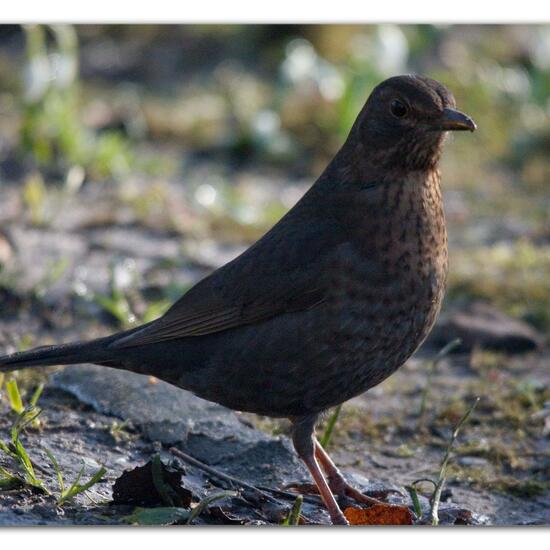 Common blackbird: Animal in habitat Backyard in the NatureSpots App