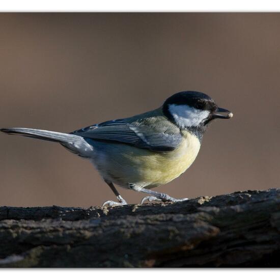 Great Tit: Animal in habitat Backyard in the NatureSpots App