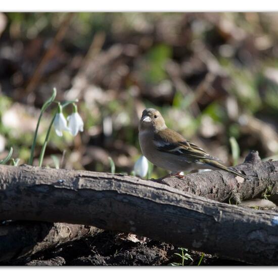 Common Chaffinch: Animal in habitat Backyard in the NatureSpots App