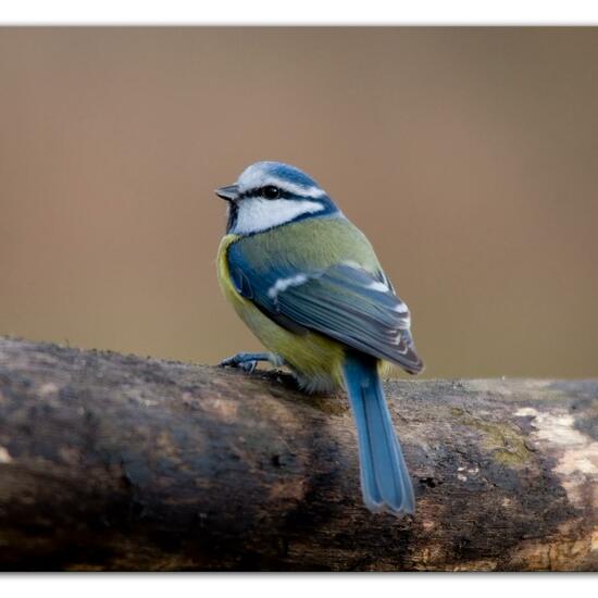 Cyanistes caeruleus: Animal in habitat Backyard in the NatureSpots App