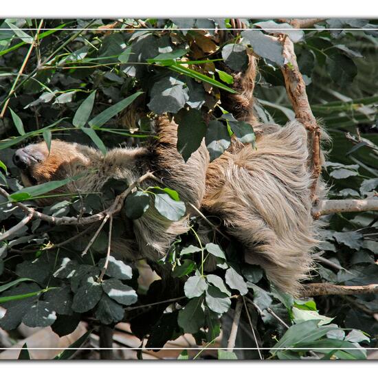 Linnaeus's Two-toed Sloth: Animal in habitat Zoo in the NatureSpots App