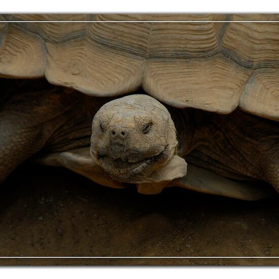 Testudo sulcata: Tier im Habitat Zoo/Gehege in der NatureSpots App