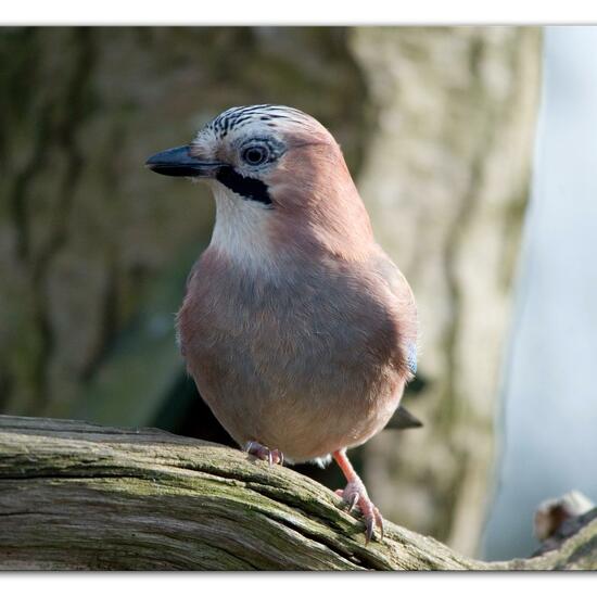 Eurasian Jay: Animal in habitat Backyard in the NatureSpots App