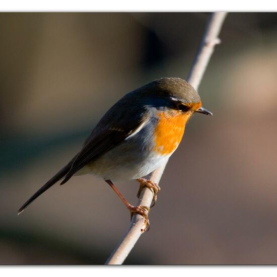 Rotkehlchen: Tier im Habitat Hinterhof in der NatureSpots App