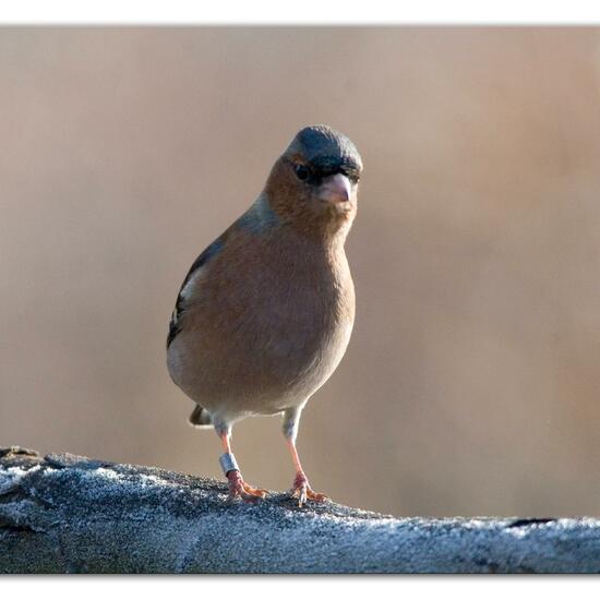 Buchfink: Tier im Habitat Hinterhof in der NatureSpots App