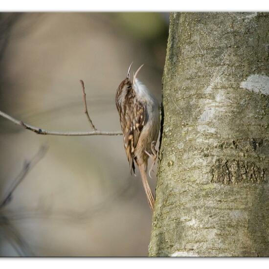 Short-toed Treecreeper: Animal in habitat Backyard in the NatureSpots App