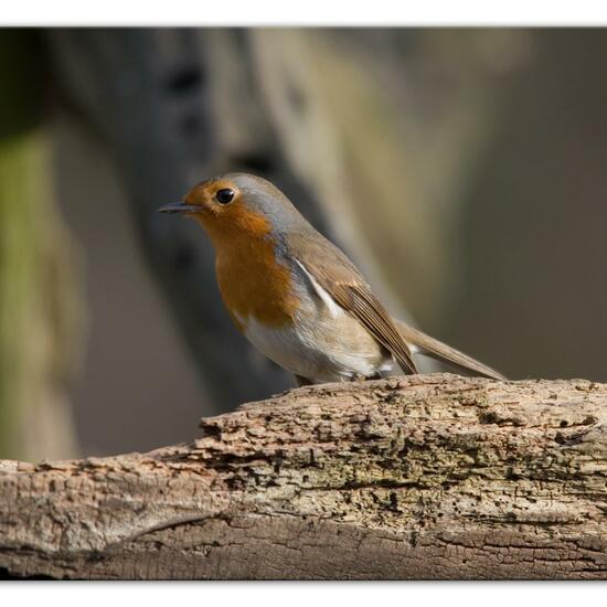 Rotkehlchen: Tier im Habitat Hinterhof in der NatureSpots App