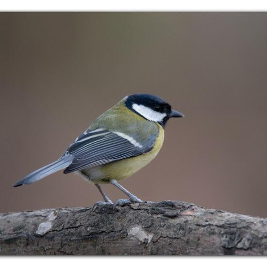 Kohlmeise: Tier im Habitat Hinterhof in der NatureSpots App