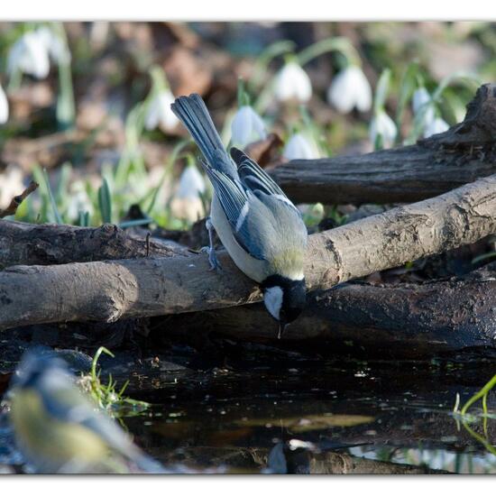 Great Tit: Animal in habitat Backyard in the NatureSpots App