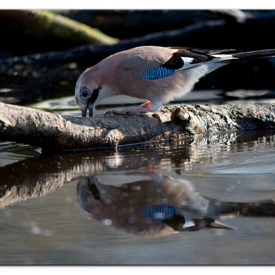 Eurasian Jay: Animal in habitat Backyard in the NatureSpots App