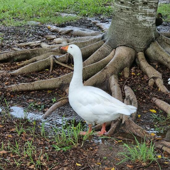 Graugans: Tier im Habitat Anderes Stadthabitat in der NatureSpots App