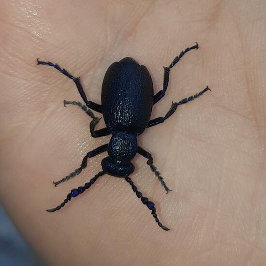 Schwarzblauer Ölkäfer: Tier im Habitat Zoo/Gehege in der NatureSpots App