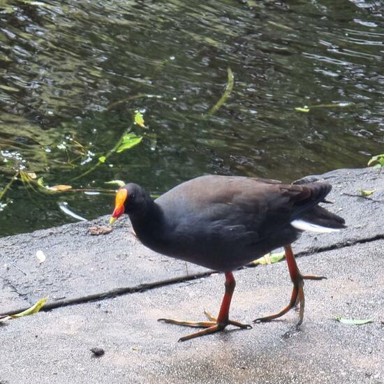 Dusky Moorhen: Animal in habitat City or Urban habitat in the NatureSpots App