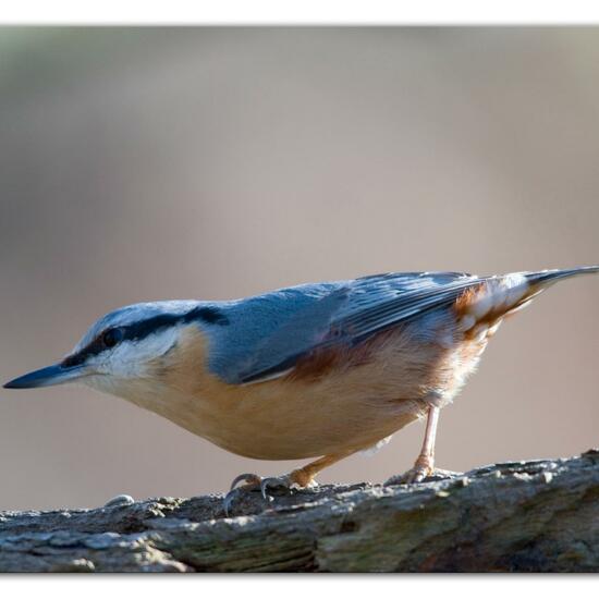 Kleiber: Tier im Habitat Hinterhof in der NatureSpots App