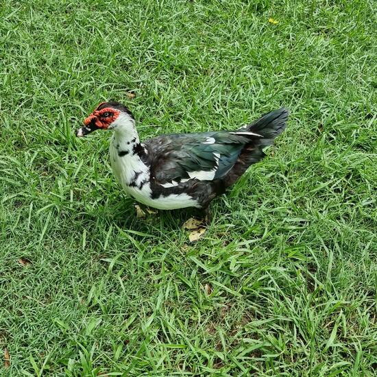 Muscovy Duck: Animal in habitat City or Urban habitat in the NatureSpots App