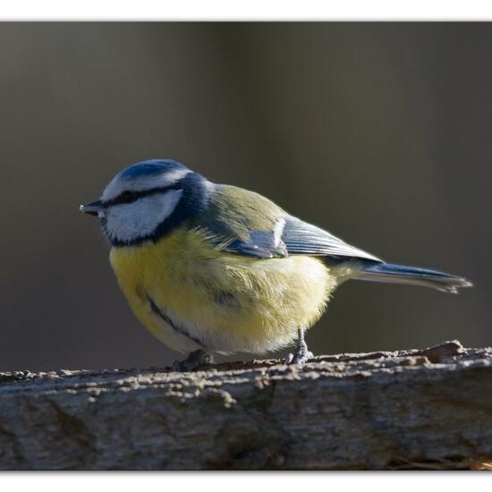 Cyanistes caeruleus: Animal in habitat Backyard in the NatureSpots App