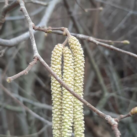 Corylus avellana: Plant in habitat Zoo in the NatureSpots App