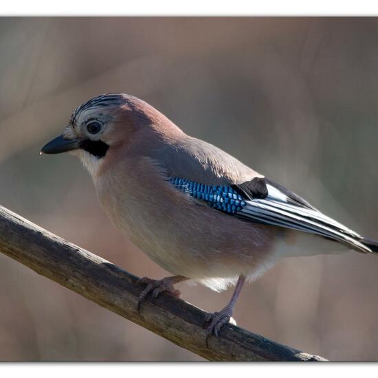 Eurasian Jay: Animal in habitat Backyard in the NatureSpots App