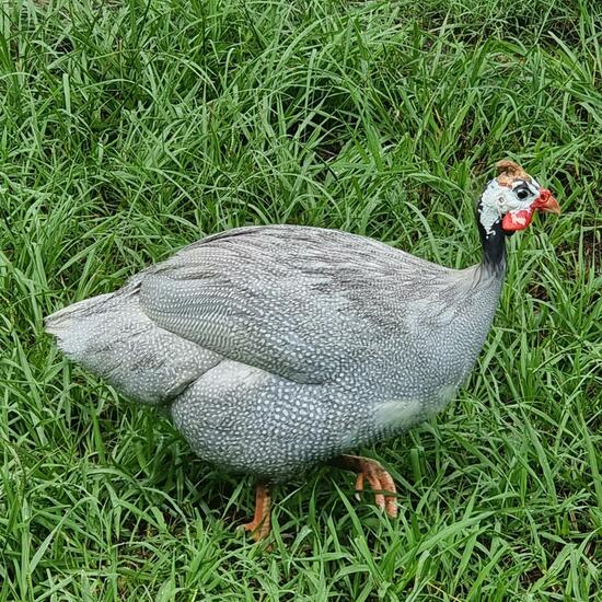 Helmeted guineafowl: Animal in habitat City or Urban habitat in the NatureSpots App