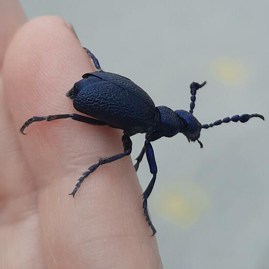 Schwarzblauer Ölkäfer: Tier im Habitat Zoo/Gehege in der NatureSpots App