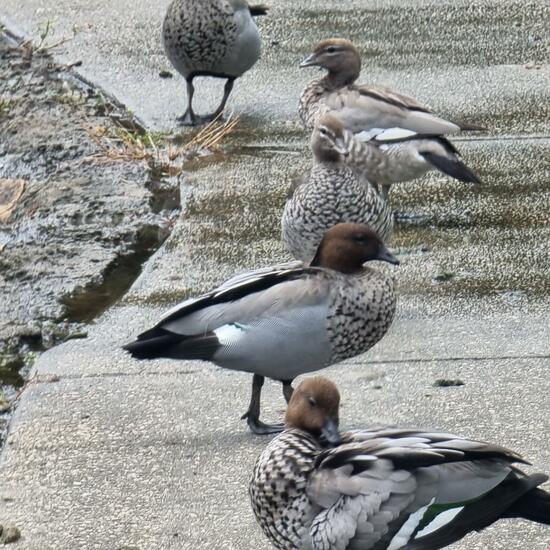 Australian Wood Duck: Animal in habitat City or Urban habitat in the NatureSpots App