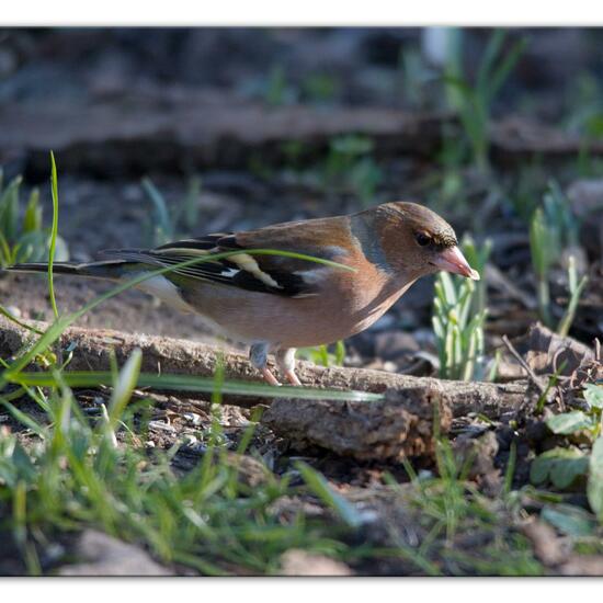 Buchfink: Tier im Habitat Hinterhof in der NatureSpots App