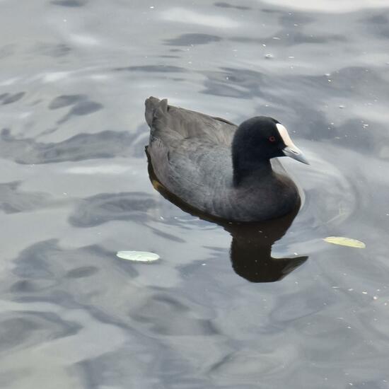 Fulica atra australis: Tier im Habitat Anderes Stadthabitat in der NatureSpots App