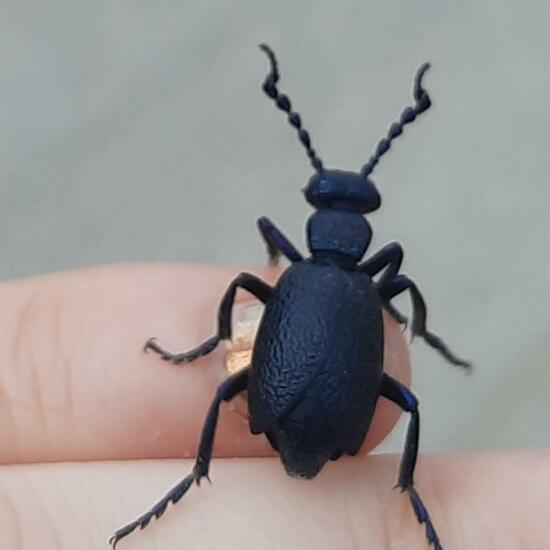 Schwarzblauer Ölkäfer: Tier im Habitat Zoo/Gehege in der NatureSpots App