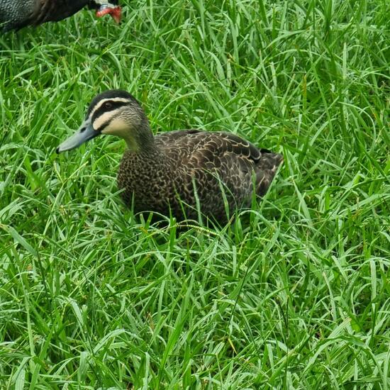 Augenbrauenente: Tier im Habitat Anderes Stadthabitat in der NatureSpots App