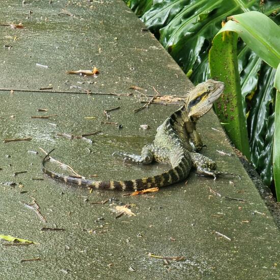 Australische Wasseragame: Tier im Habitat Anderes Stadthabitat in der NatureSpots App