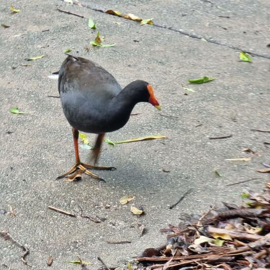 Dusky Moorhen: Animal in habitat City or Urban habitat in the NatureSpots App