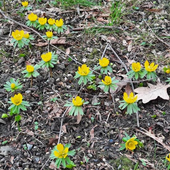 Eranthis: Plant in nature in the NatureSpots App