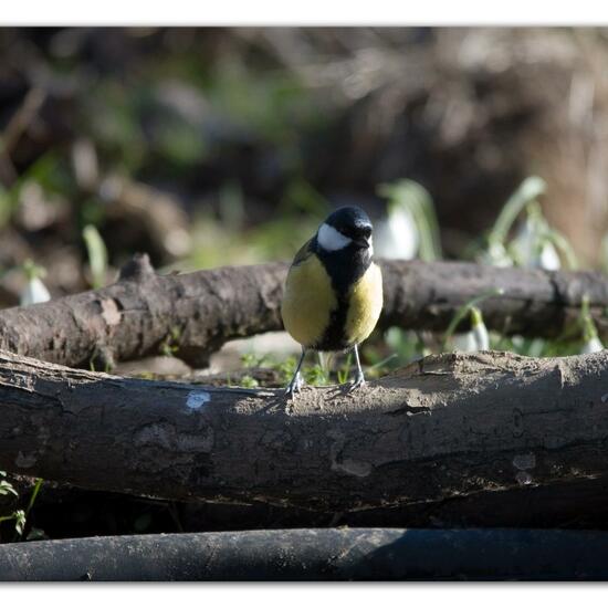 Kohlmeise: Tier im Habitat Hinterhof in der NatureSpots App