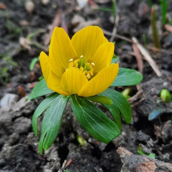 Eranthis: Plant in nature in the NatureSpots App