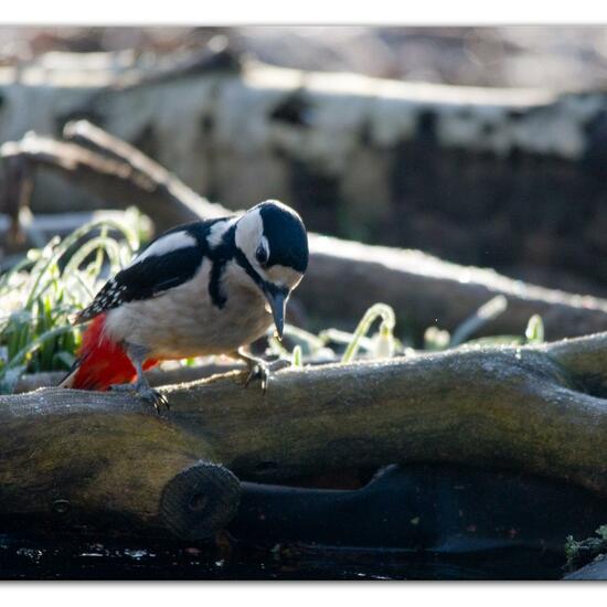 Great Spotted Woodpecker: Animal in habitat Backyard in the NatureSpots App