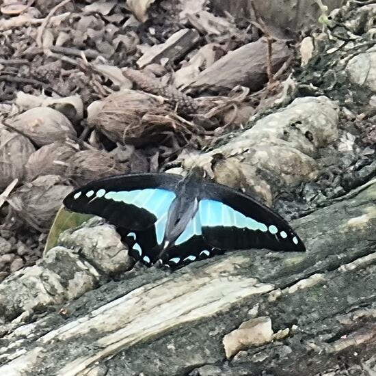 Graphium: Animal in habitat Park in the NatureSpots App