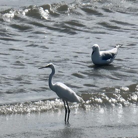 Little Egret: Animal in habitat Sandy coast in the NatureSpots App