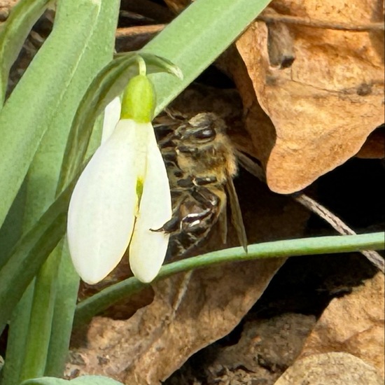 Westliche Honigbiene: Tier im Habitat Garten in der NatureSpots App