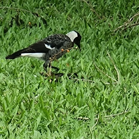 Australian magpie: Animal in habitat Park in the NatureSpots App