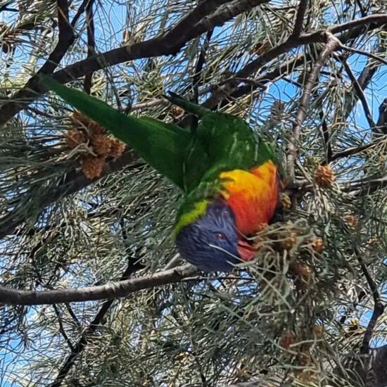 Trichoglossus moluccanus: Tier im Habitat Park in der NatureSpots App