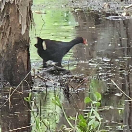 Dusky Moorhen: Animal in habitat City or Urban habitat in the NatureSpots App