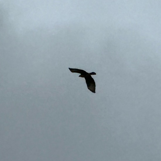 Mäusebussard: Tier im Habitat Landwirtschaftliche Wiese in der NatureSpots App